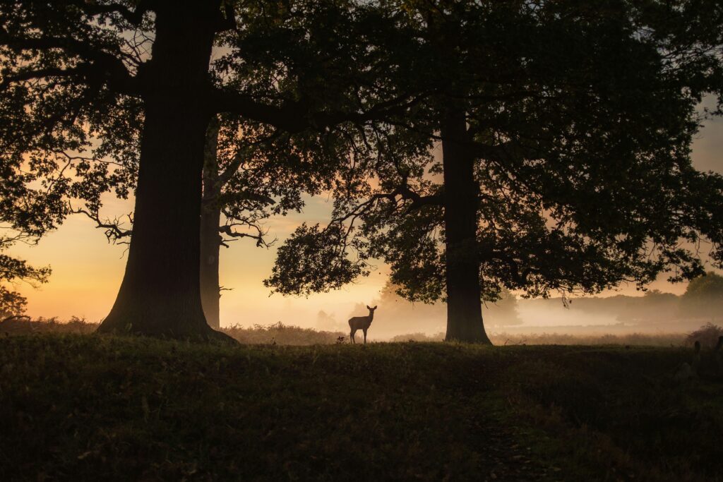 Deer in Richmond Park, London, at dusk highlighting the fragility of nature and need for conservation. Credit to Simon Wilkes.